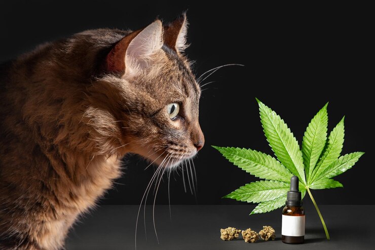 CBD For Pets: 4 Myths That You Should Not Believe
