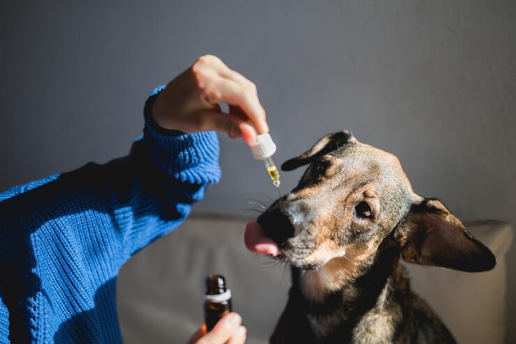 How to Give CBD Oil to Dogs?